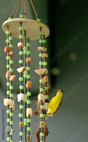 Obraz A sunbird building a nest in a wind chime.