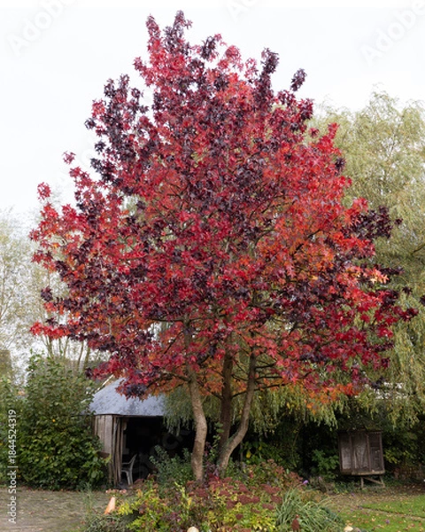 Obraz Amber tree red leaves