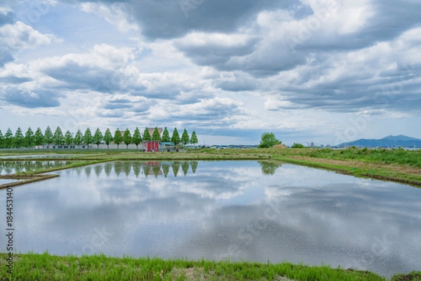 Obraz 茨城　阿見町の水田リフレクション