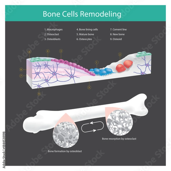 Obraz Bone Cells Remodeling and Resorption Cycle.