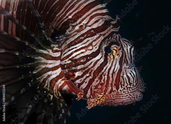 Obraz Lionfish in Caribbean Waters