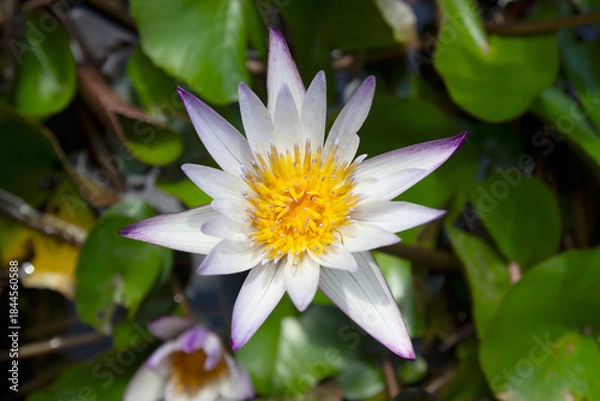 Obraz Beautiful lotus flowers in the lotus pond