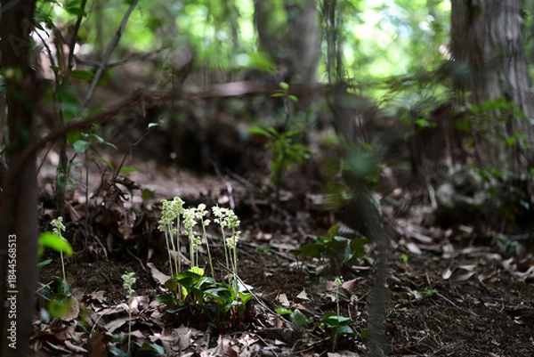 Obraz 森の奥でひっそりと咲くイチヤクソウ
