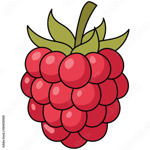 Obraz Illustration of a Red Raspberry