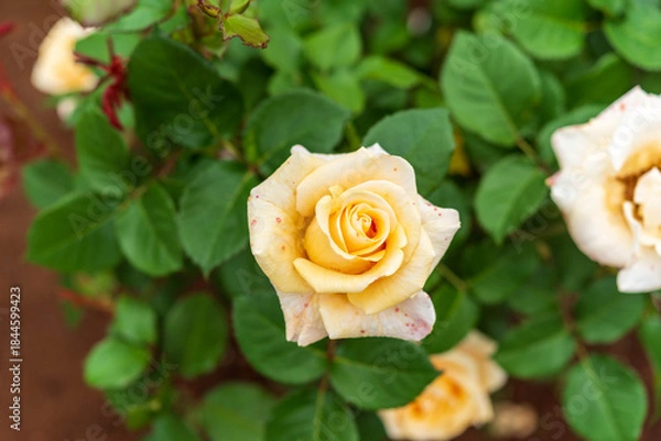 Obraz ばら園のバラ（伊奈の月）