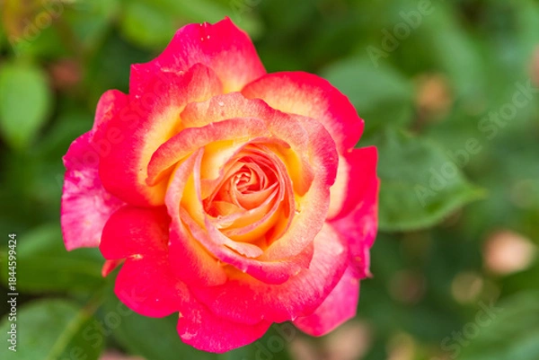 Obraz バラ園のバラ（聖火）