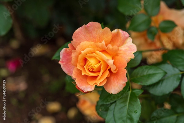 Obraz ばら園のバラ光輪（万葉）