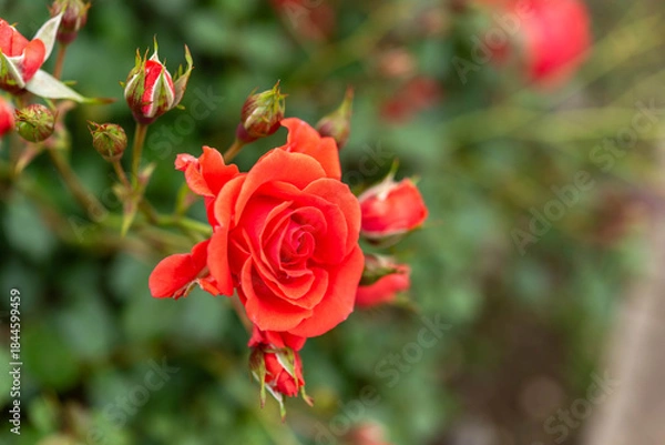 Obraz 赤いバラ（浦和レッドダイヤモンズ）