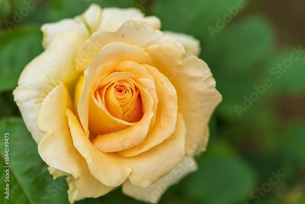 Obraz 薔薇園のバラ（スーパーエクセルサ）