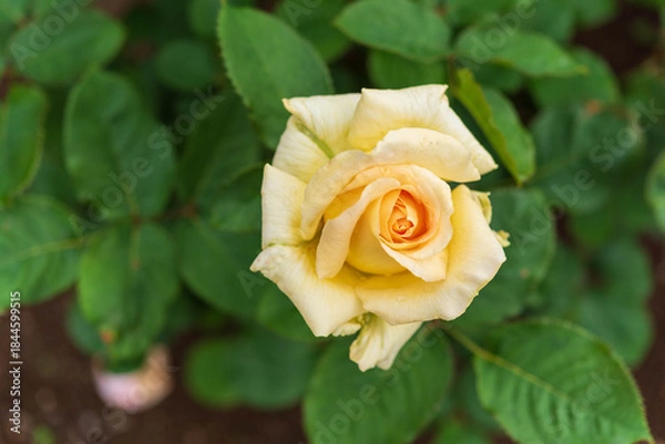 Obraz 薔薇園のバラ（ハニーブーケ）