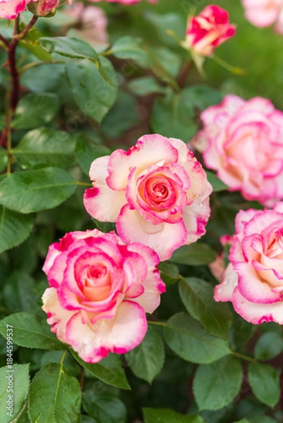 Obraz バラ園のバラ（ほのか）