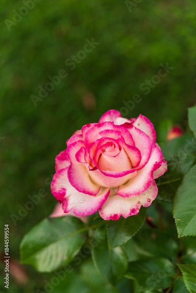 Obraz バラ園のバラ（ほのか）