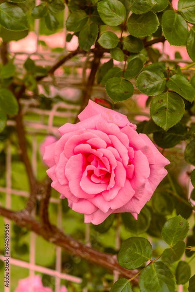 Obraz バラ園のバラ（羽衣）