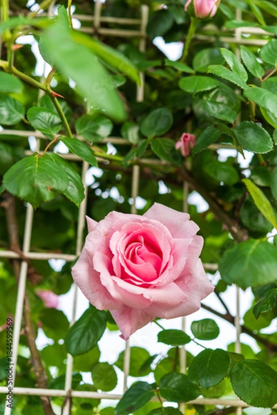 Obraz バラ園のバラ（羽衣）