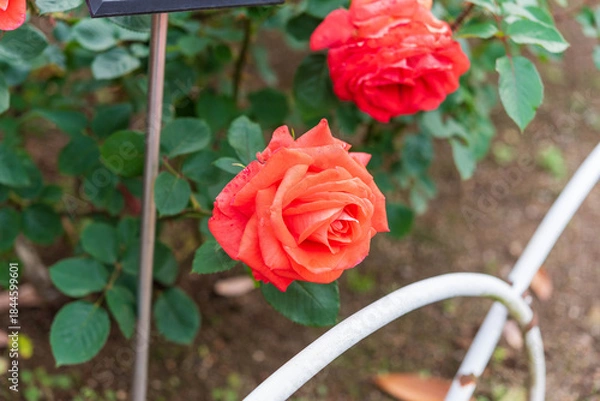 Obraz バラ園のバラ（ローラ）