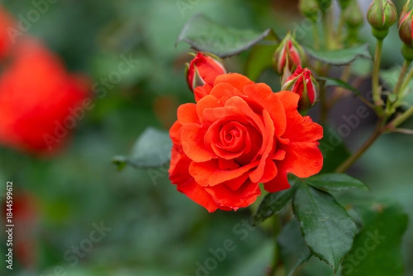 Obraz バラ園のバラ（チンチン）