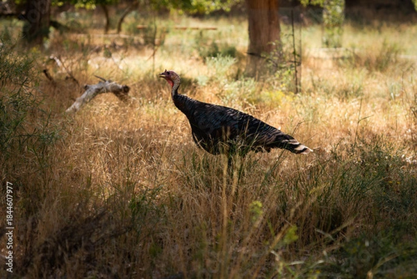 Obraz Wild Turkey