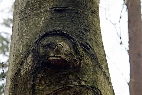 Obraz Rotbuche mit Gesicht