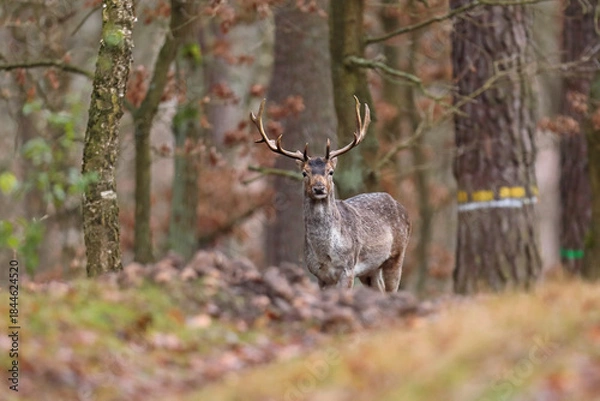 Obraz Daniel (Dama dama), fallow deer