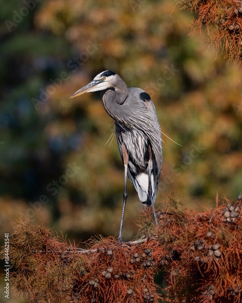 Obraz Great Blue Heron