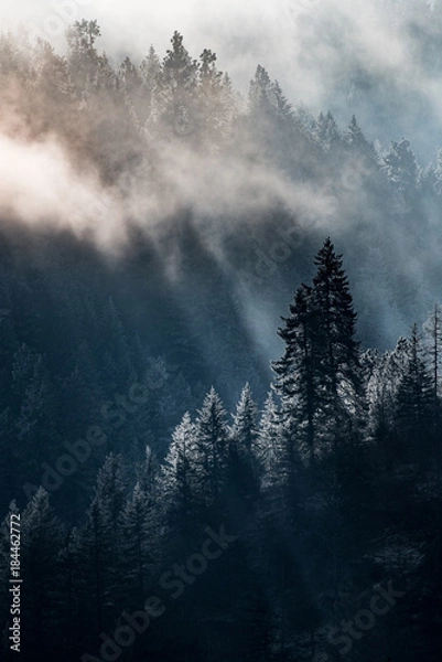 Fototapeta Idaho Panhandle National Forest