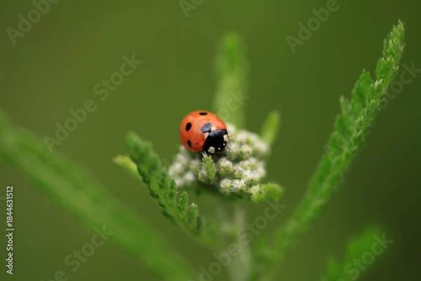 Obraz Red ladybug sitting on plant