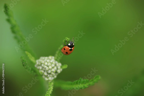 Obraz Red ladybug sitting on plant