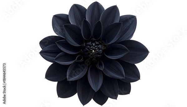 Fototapeta A striking top-down close-up of a perfectly symmetrical, deep black dahlia on a black backdrop