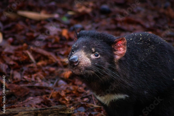 Obraz Tasmanian Devil