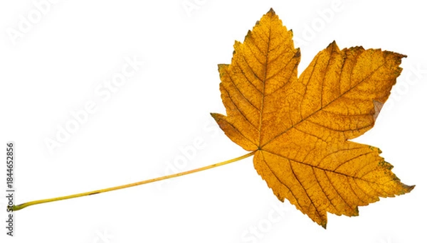 Fototapeta orange autumn maple leaf without background
