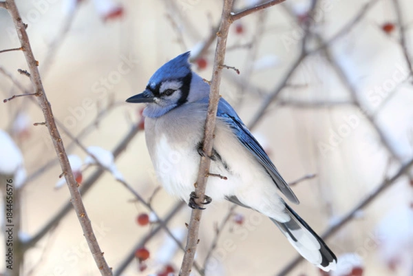 Obraz blue jay in nature during winter