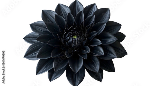Fototapeta A fully bloomed black flower on a transparent background, center focus