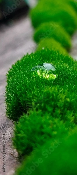 Obraz Green moss with water drops macro background