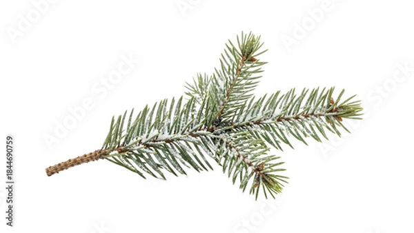 Obraz Green Spruce or Fir Branch with Snow-Dusted Needles: Isolated Transparent Winter Element