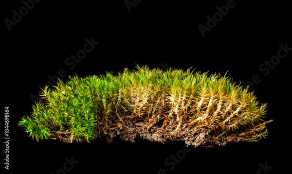 Obraz Moss isolated on black background.