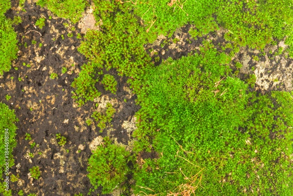 Obraz Green moss on stone background.