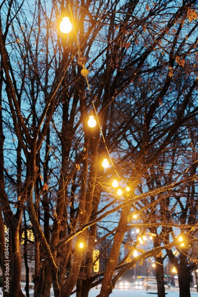 Fototapeta String lights hanging in bare tree branches during winter twilight