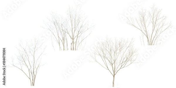 Obraz Isolated Acer snow tree on white background