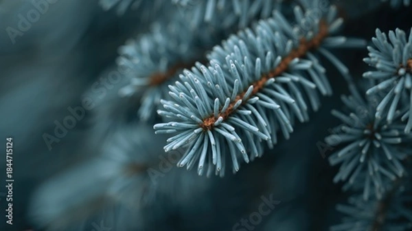 Obraz Blue Spruce Branch Close Up