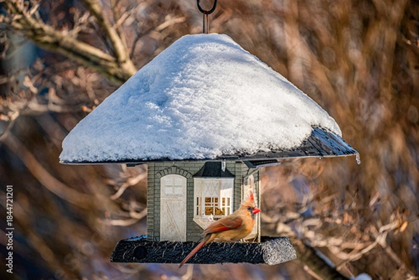 Fototapeta Cardinal at the Feeder