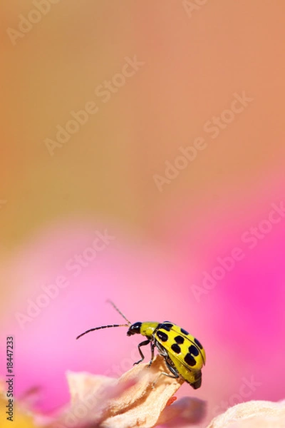 Obraz Ladybug