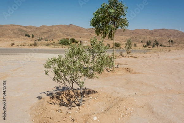 Obraz Rośliny w Matmata Tunezja