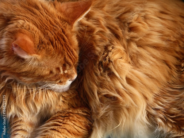 Obraz A napping red Maine coon cat. Close up.