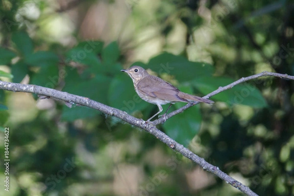 Fototapeta  Swainson's Thrush bird