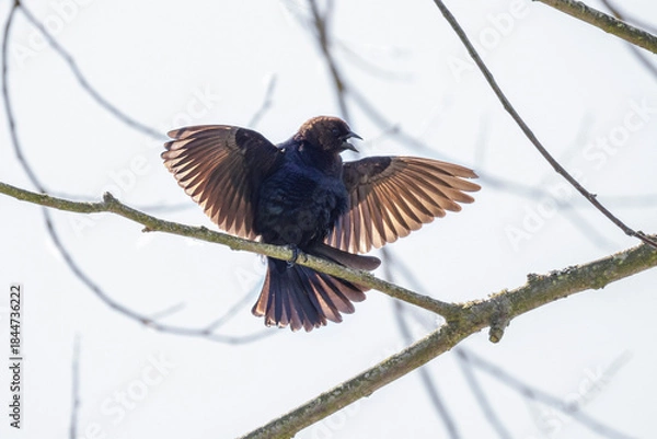 Obraz Brown-headed cowbird bird