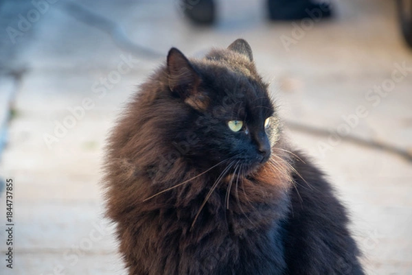 Fototapeta A young black cat looking in the distance. Cat photo. Animal photo