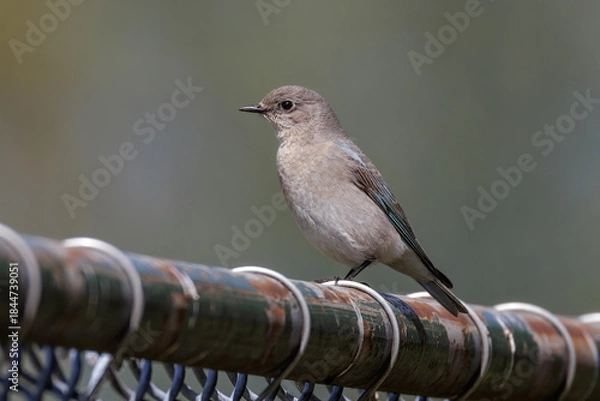 Fototapeta Mountain bluebird