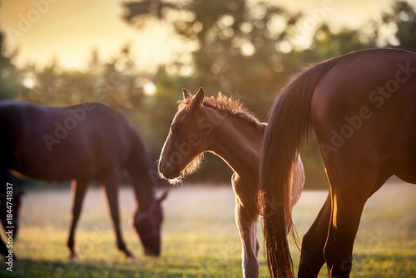 Obraz Mare with foal portrait