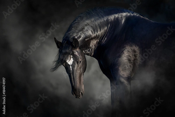 Obraz Percheron draft  horse portrait