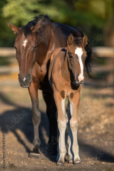 Obraz Mare with foal portrait
